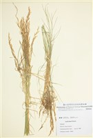 藏品(剪股穎屬)的圖片